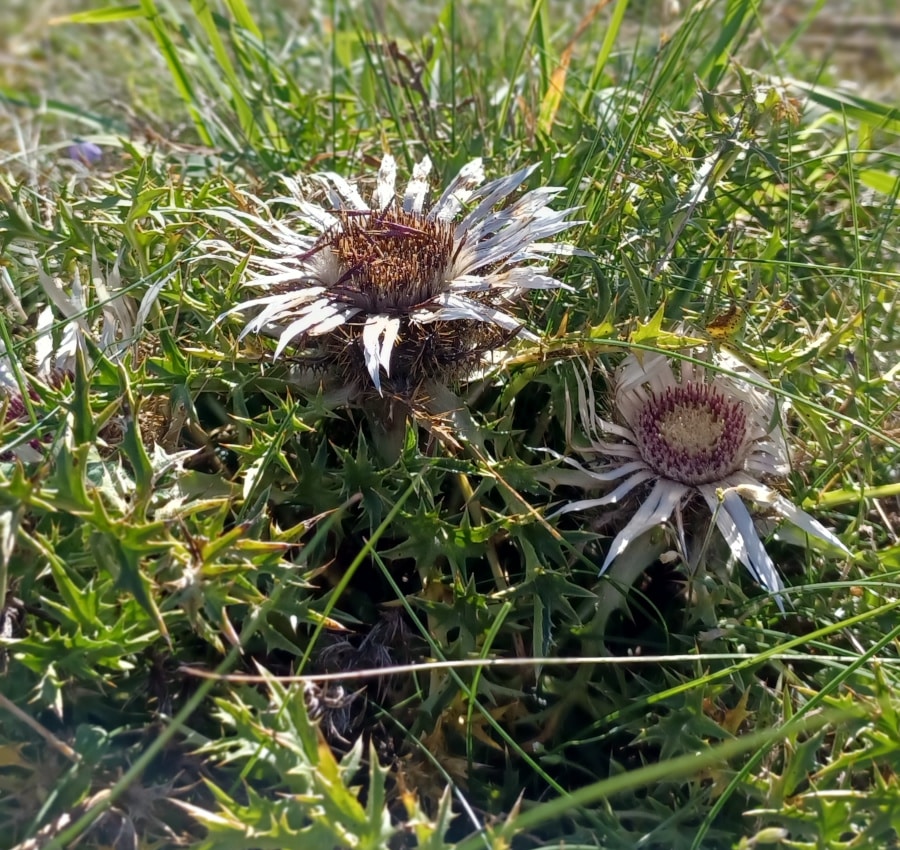 Rhöndistel